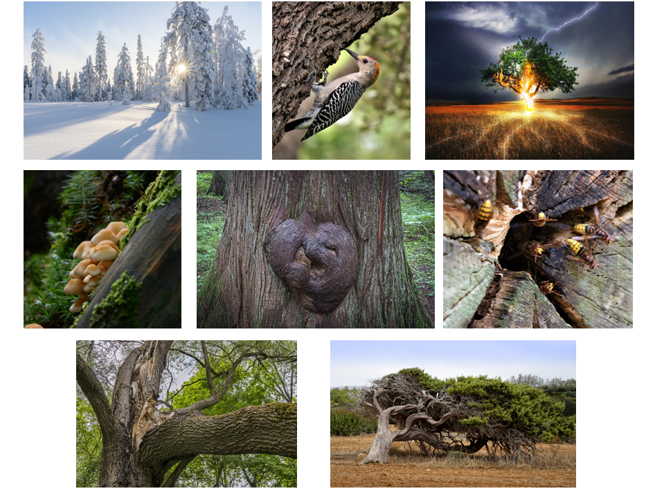 Forces of Nature